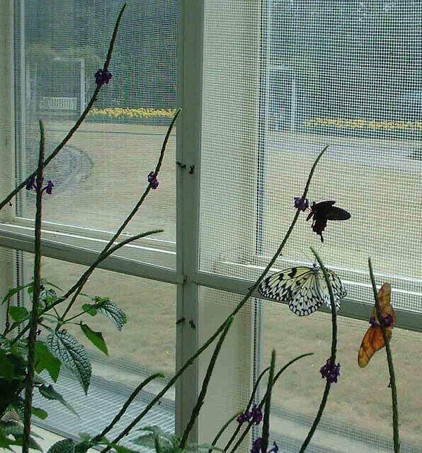 butterfly4