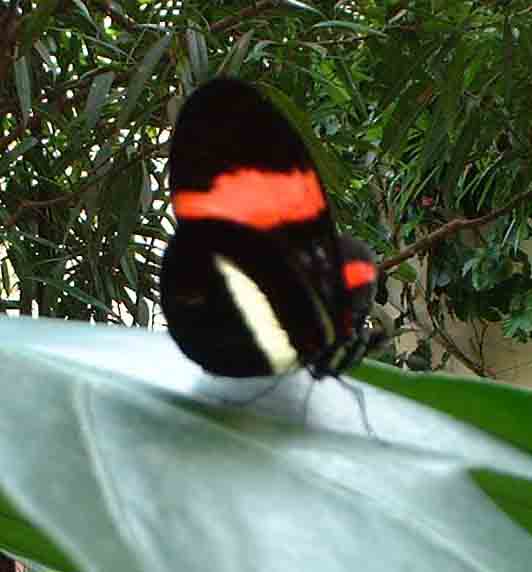 butterfly9