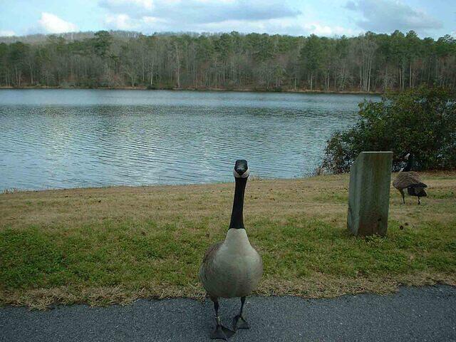 geese2