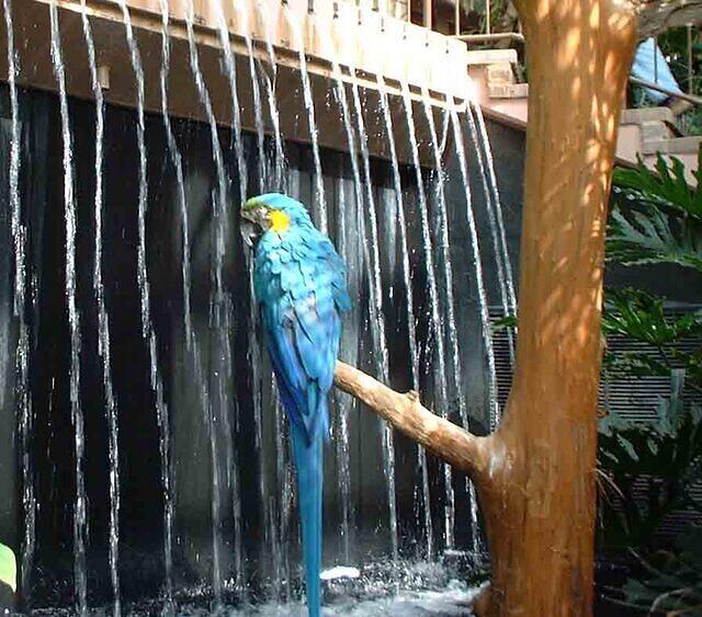 parrothigh