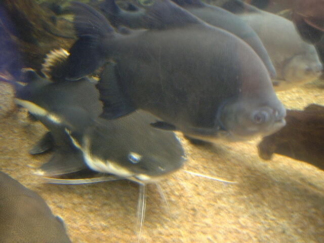 Bigger fish