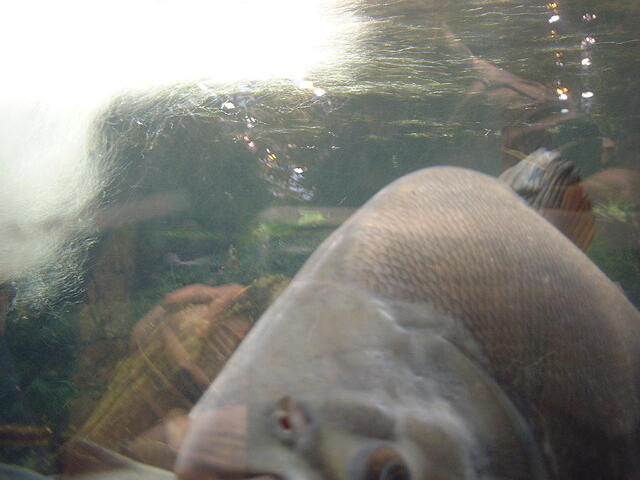 blurry fish