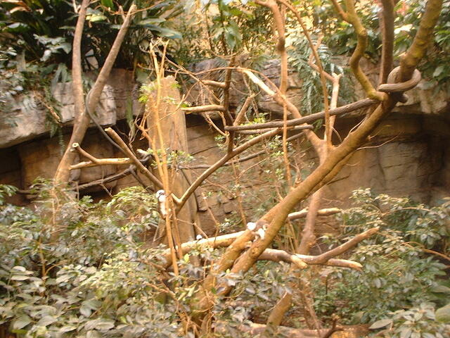 faster monkeys