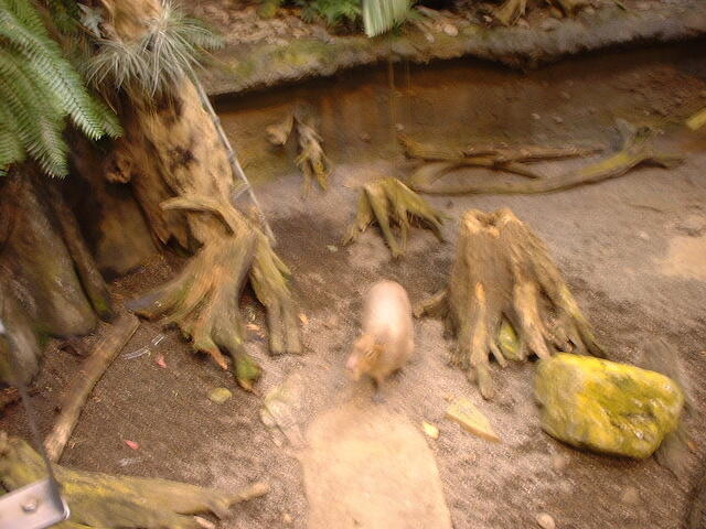 mystery animal1