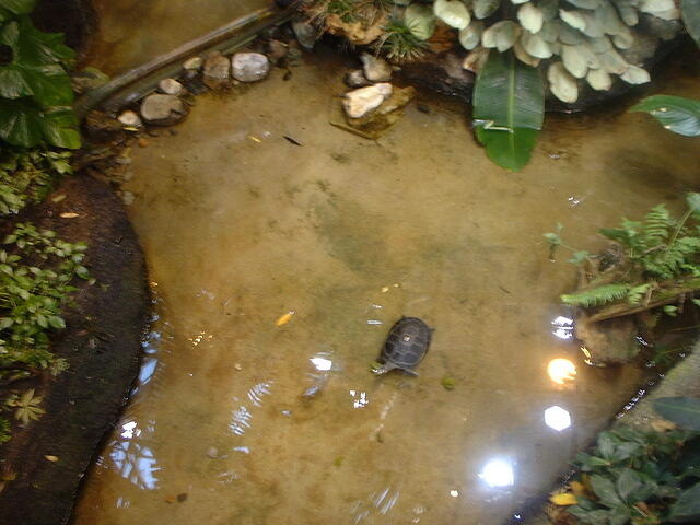 turtle