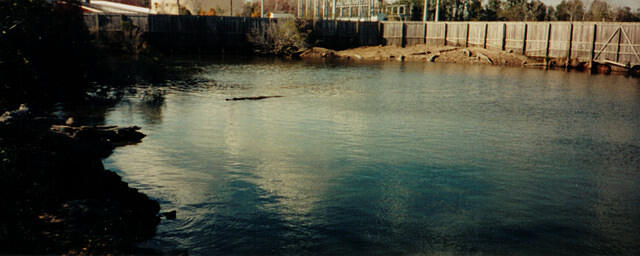 croc swimming