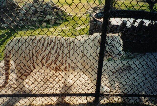 White tiger