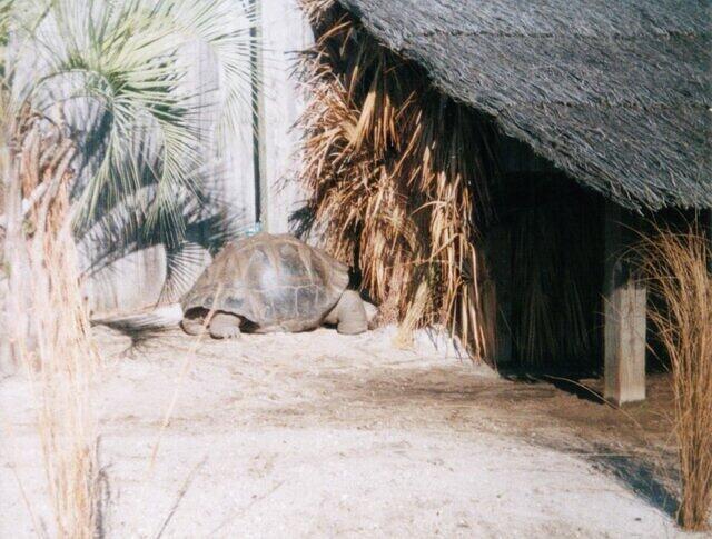 Big turtle