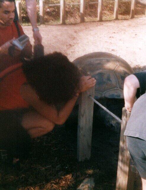 Big turtle3