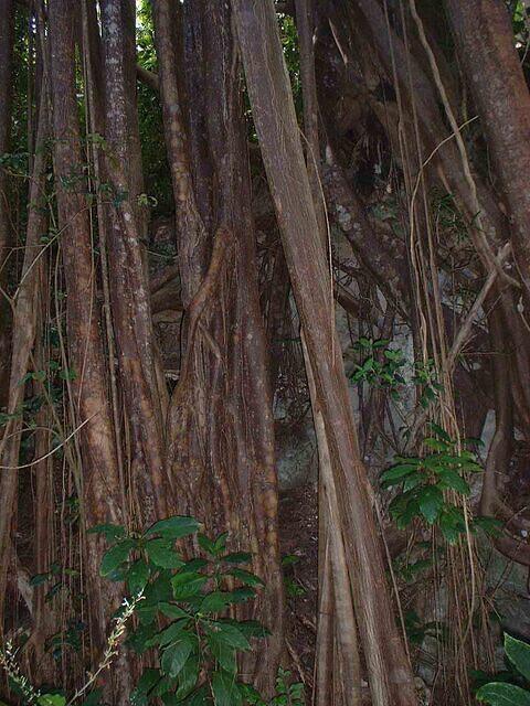 Barbados Safari Roots
