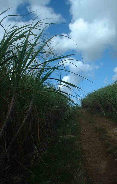 Barbados sugarcane fields