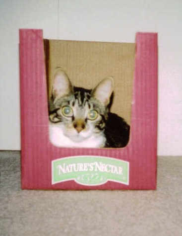 Kitty to go