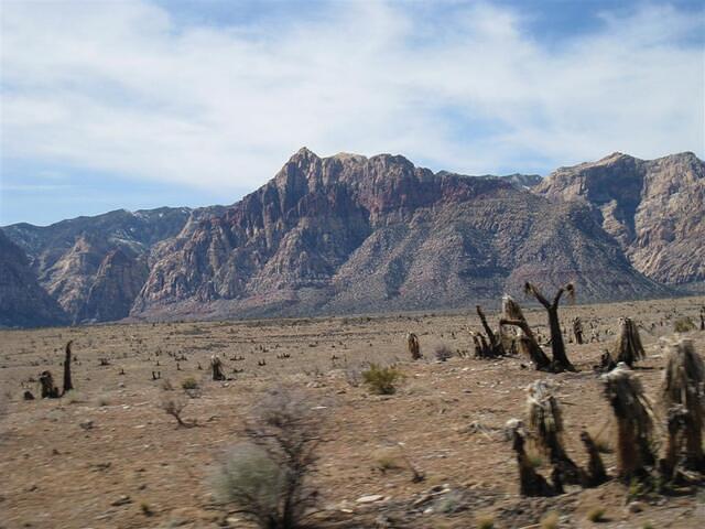 burned plantlife at Red Rock Large 
