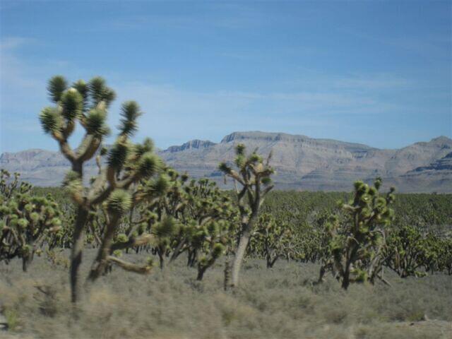 Joshua Tree Forest