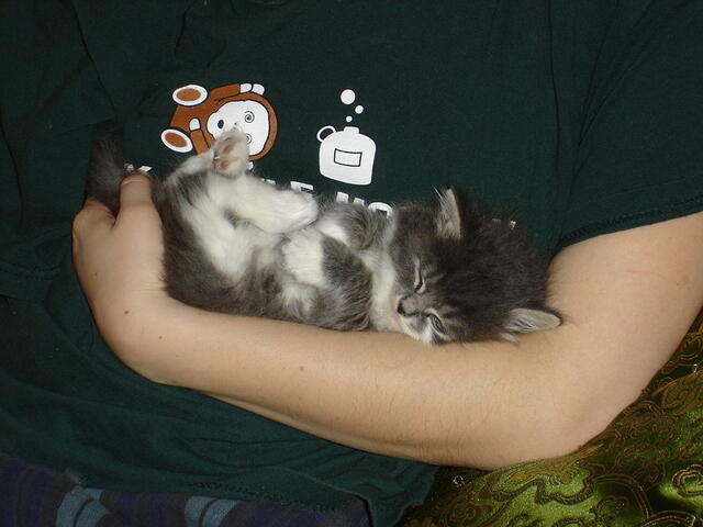 Kitten 012