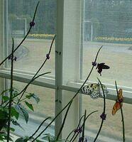butterfly4