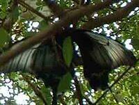 butterfly5