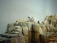 penguins1