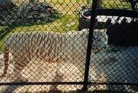 White tiger