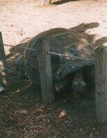 Big turtle2