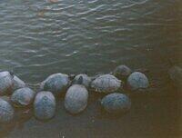 Turtle log