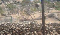 Aruba iguana fence