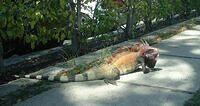 St Thomas Iguana Surprise2
