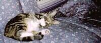 kitty napping