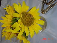 sunflower 002