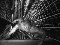 spider pig- i mean man