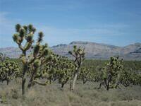 Joshua Tree Forest