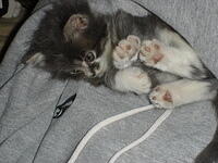 Kitten 008